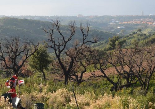 reforestacion rsc malaga